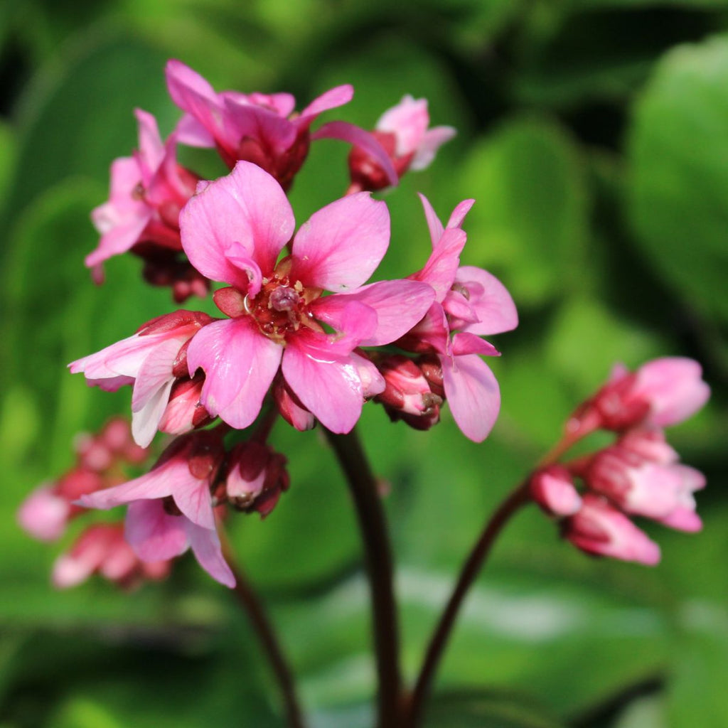 Bergenia c. 'Pink Dragonfly'