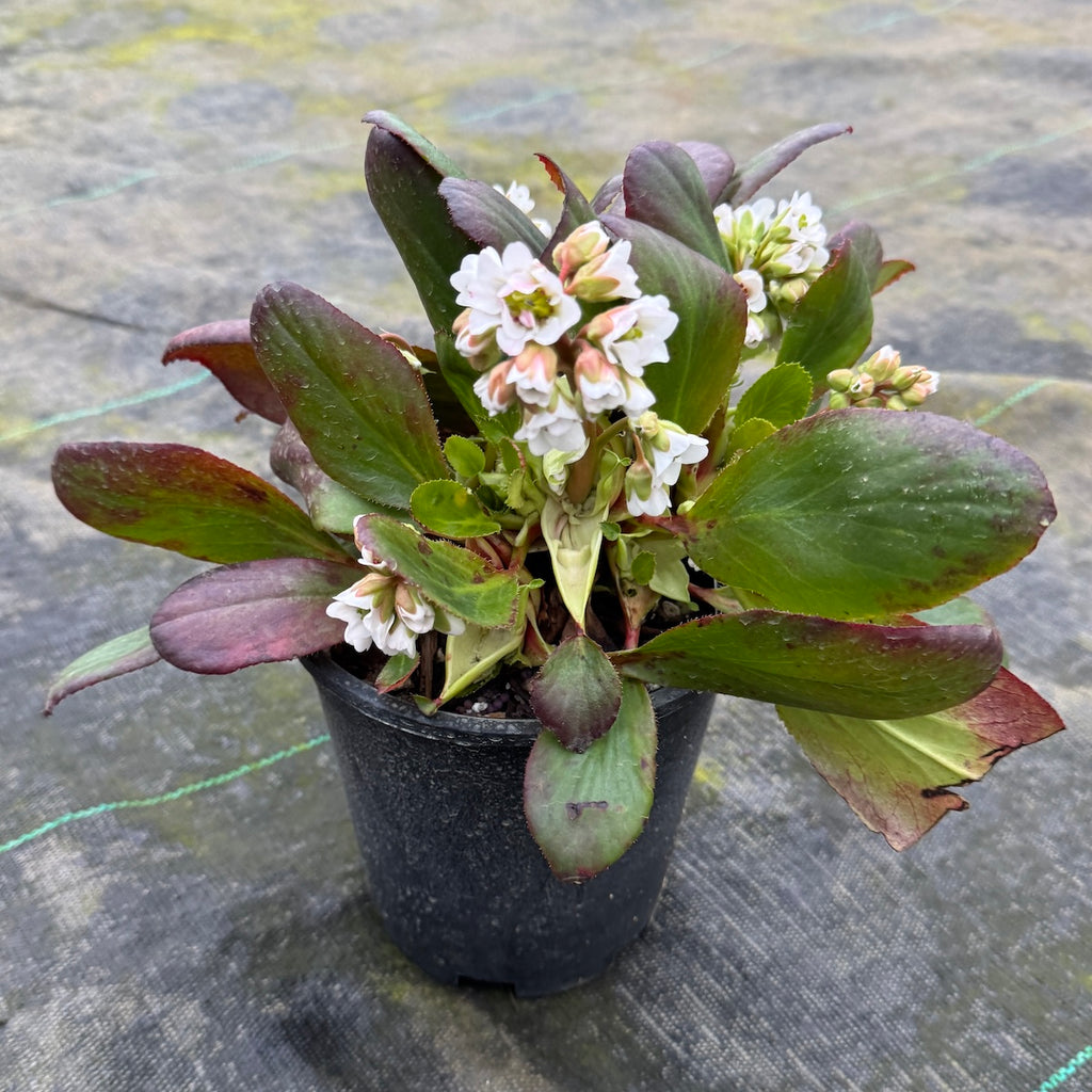 Bergenia x 'Bressingham White'