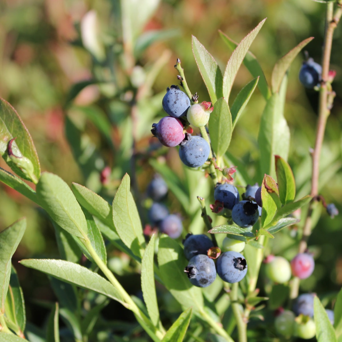 Berry, Blueberry 'Burgundy' (Lowbush/Mid)