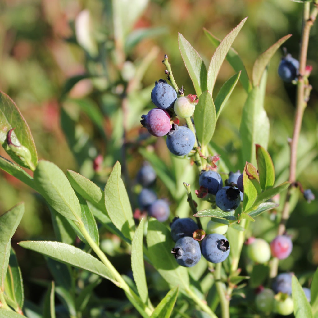 Berry, Blueberry 'Burgundy' (Lowbush/Mid)