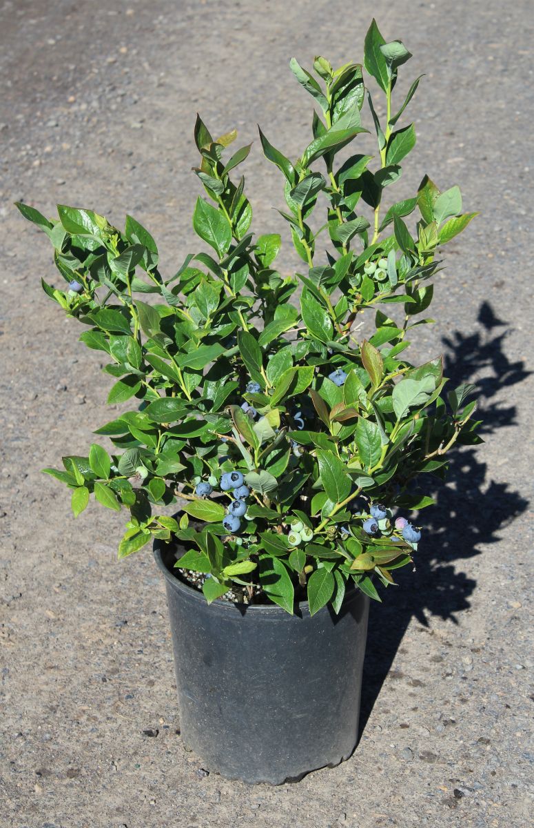 Berry, Blueberry 'Chandler' (N.Hyb./Mid-Late)