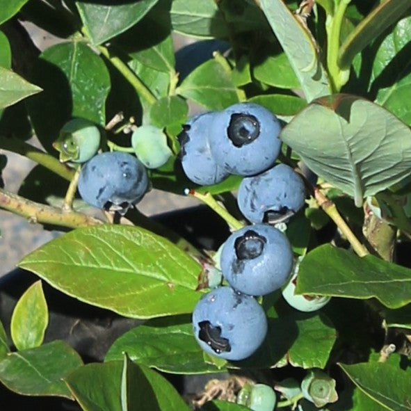 Berry, Blueberry 'Chandler' (N.Hyb./Mid-Late)