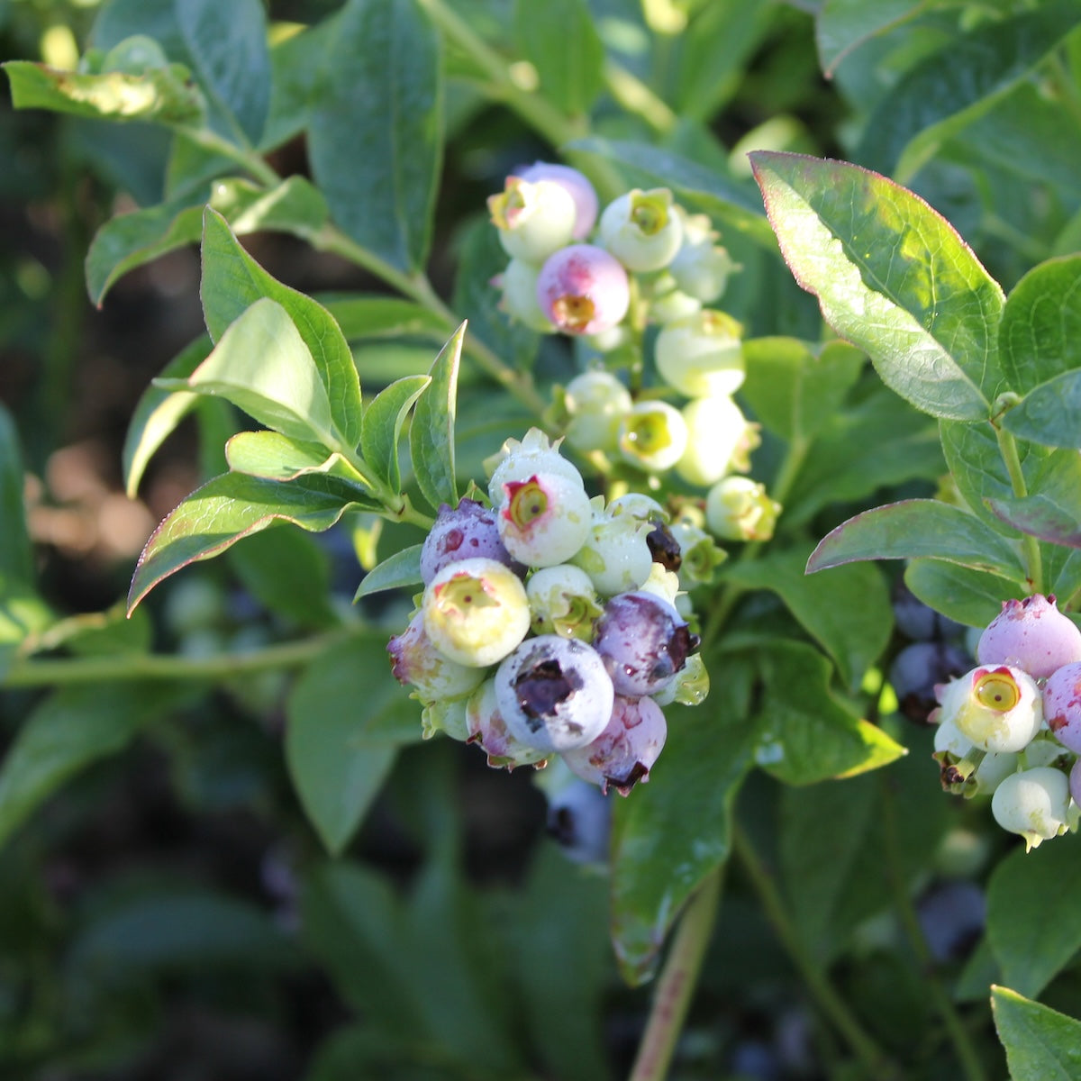 Berry, Blueberry 'Northcountry' (N.Hyb./Early-Mid)