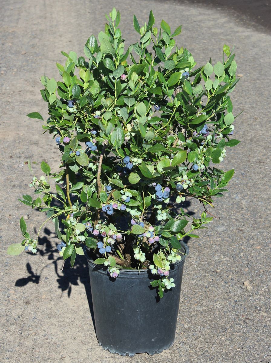 Berry, Blueberry 'Rebel' (S.Hyb./Early)