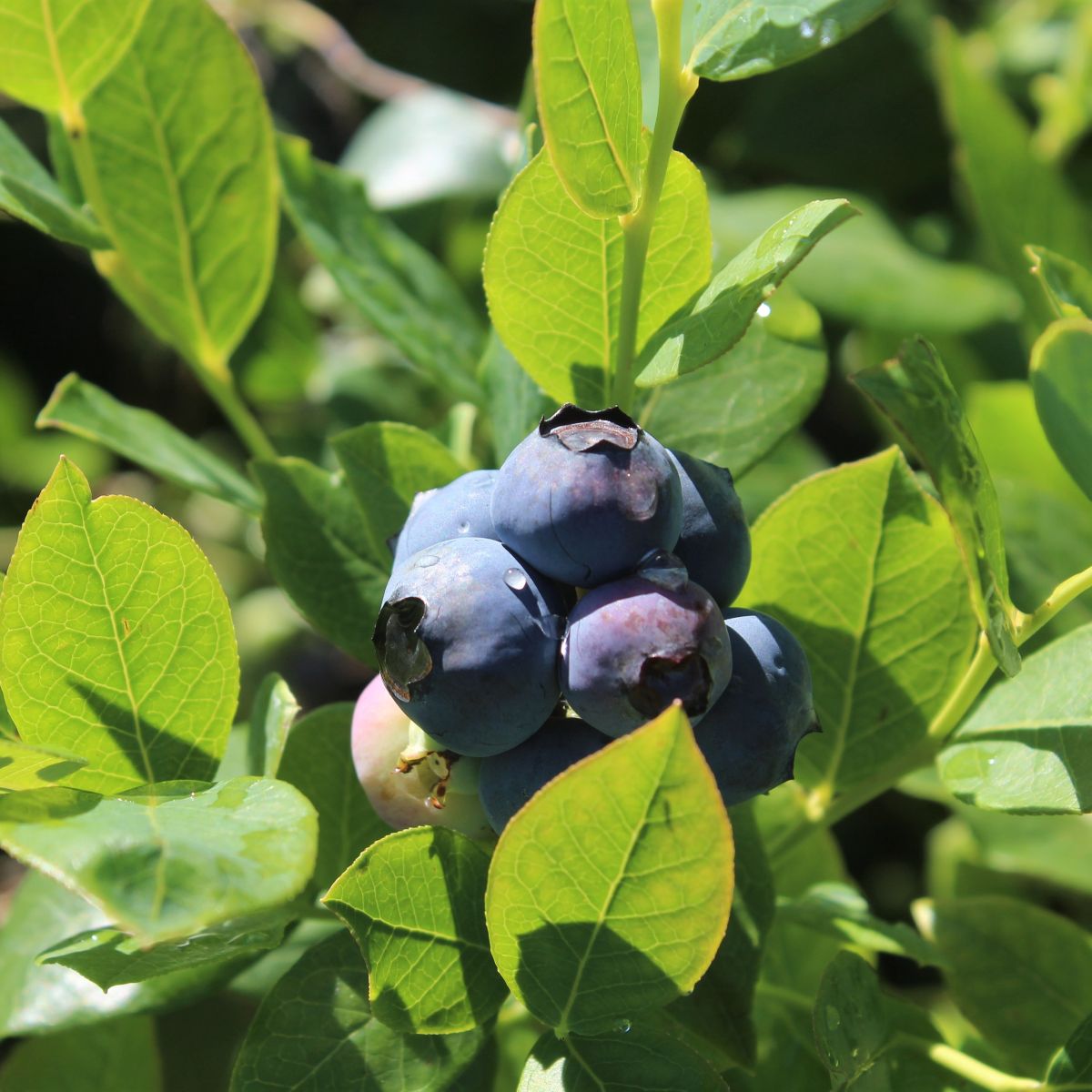 Berry, Blueberry 'Rebel' (S.Hyb./Early)