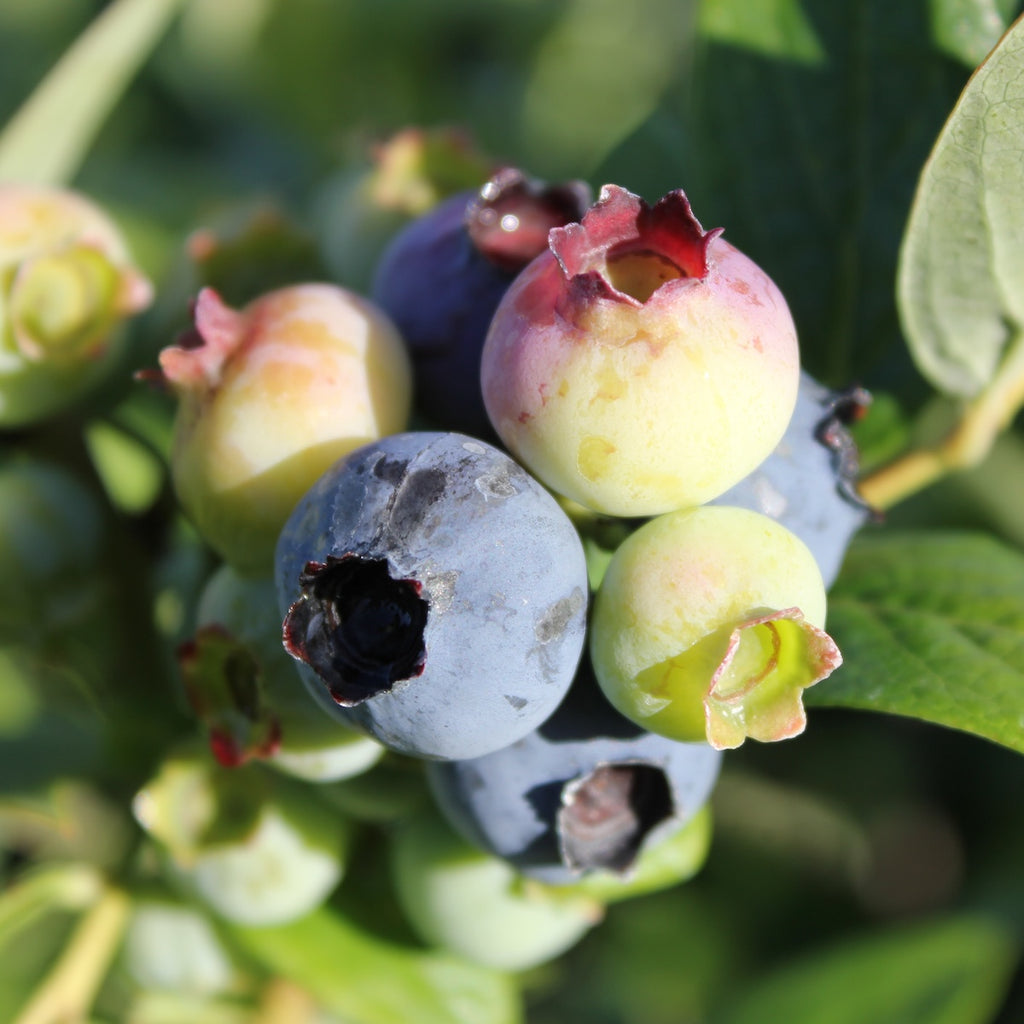 Berry, Blueberry 'Suziblue' (S.Hyb./Early)