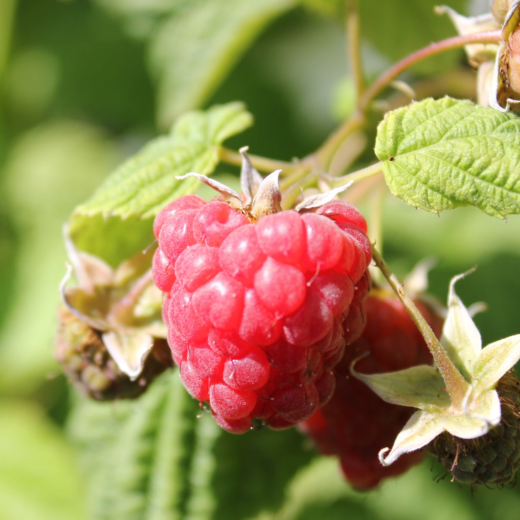 Berry, Raspberry 'Coho'