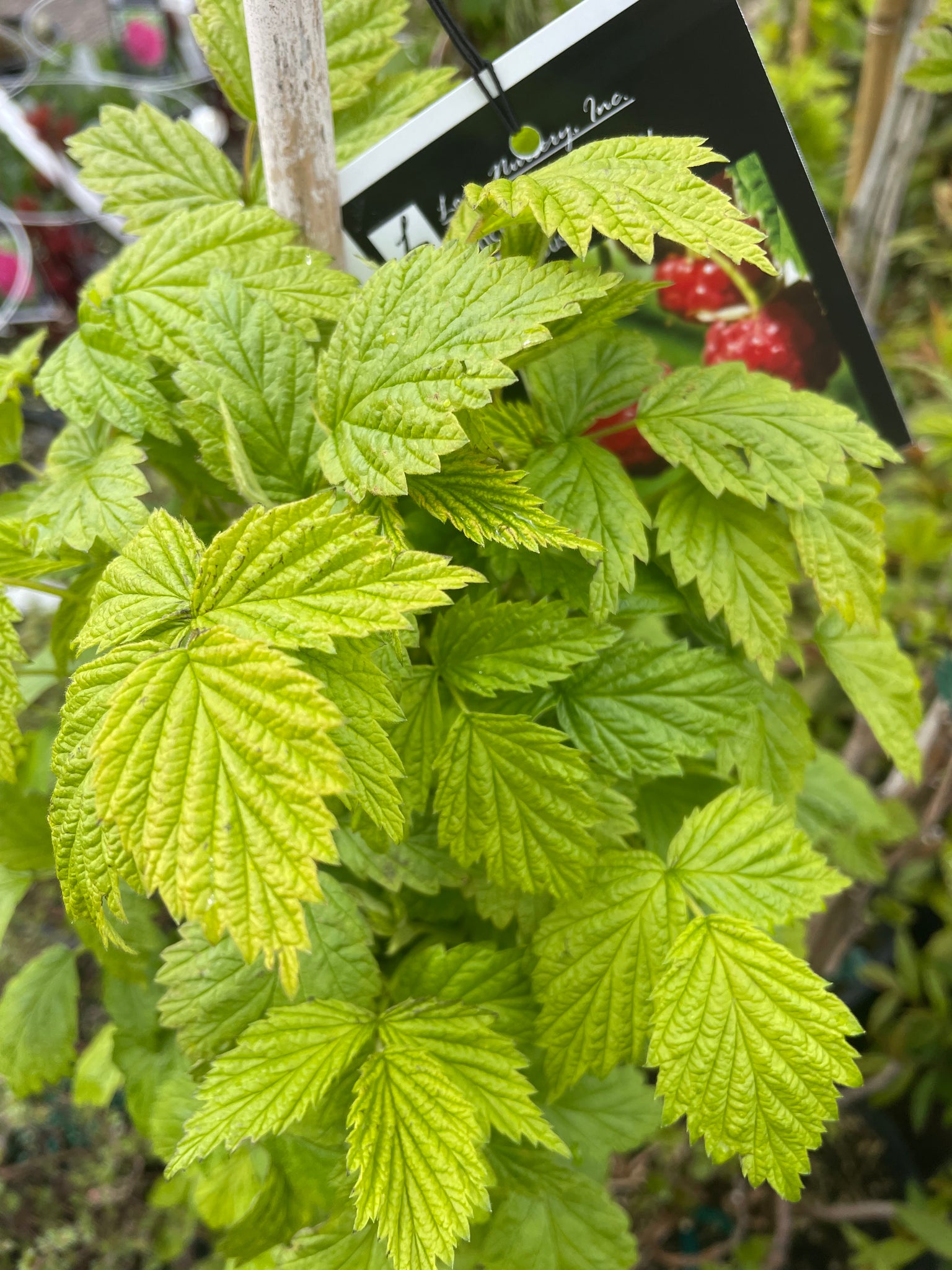 Berry, Raspberry 'Encore' – Loen Nursery, Inc.