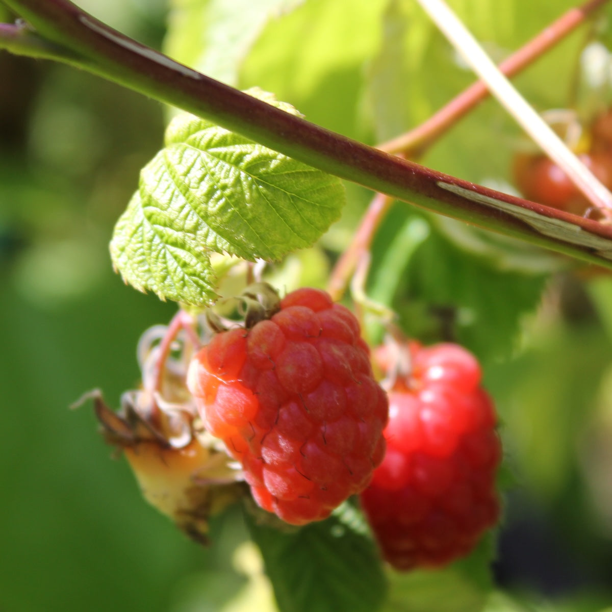 Berry, Raspberry 'Lewis'