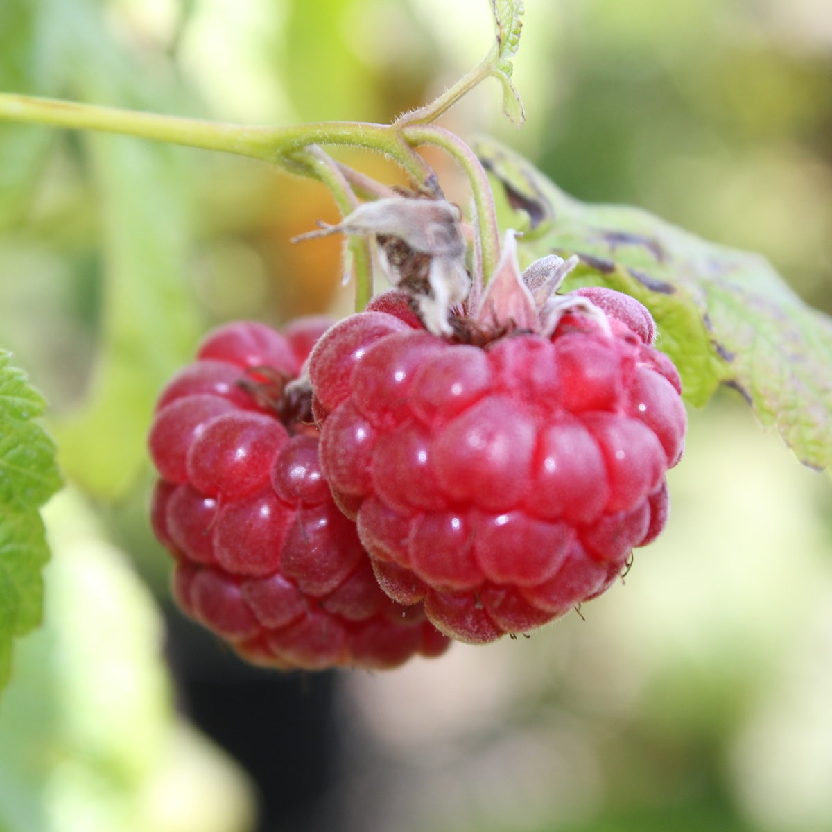 Berry, Raspberry 'Nova'