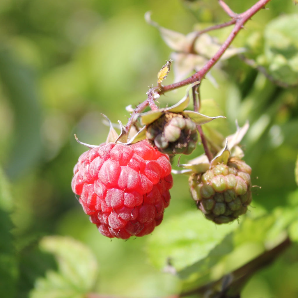 Berry, Raspberry 'Willamette'