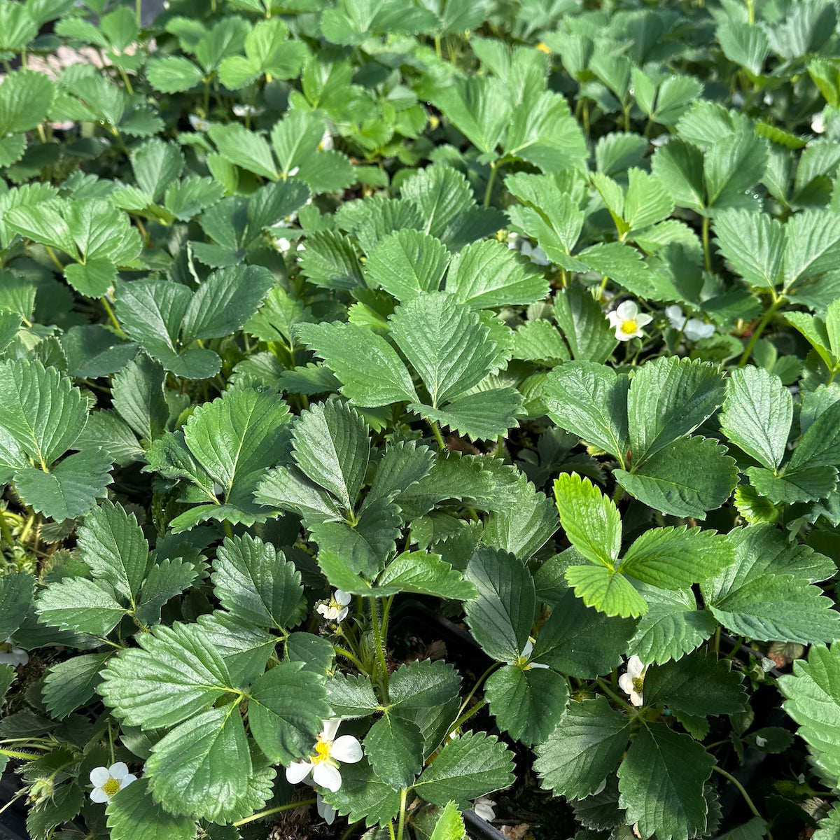 Berry, Strawberry 'All Star''- 25 per flat