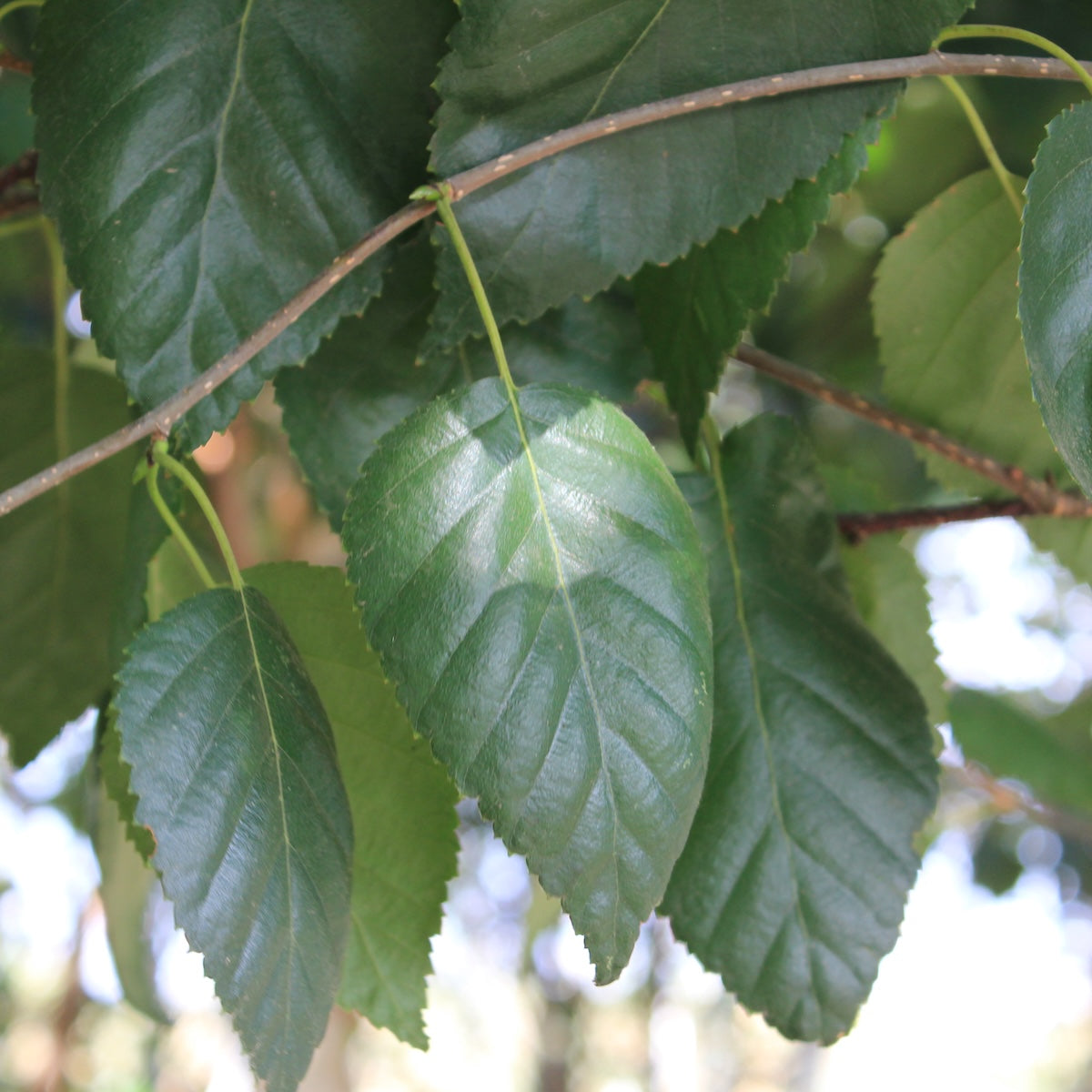 Betula jacquemontii, Clump