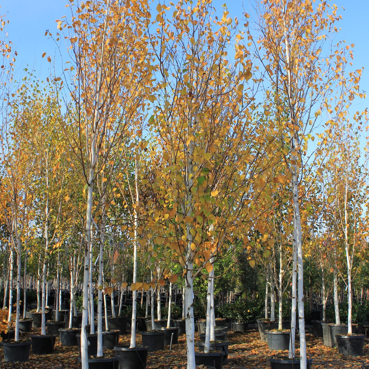 Betula jacquemontii