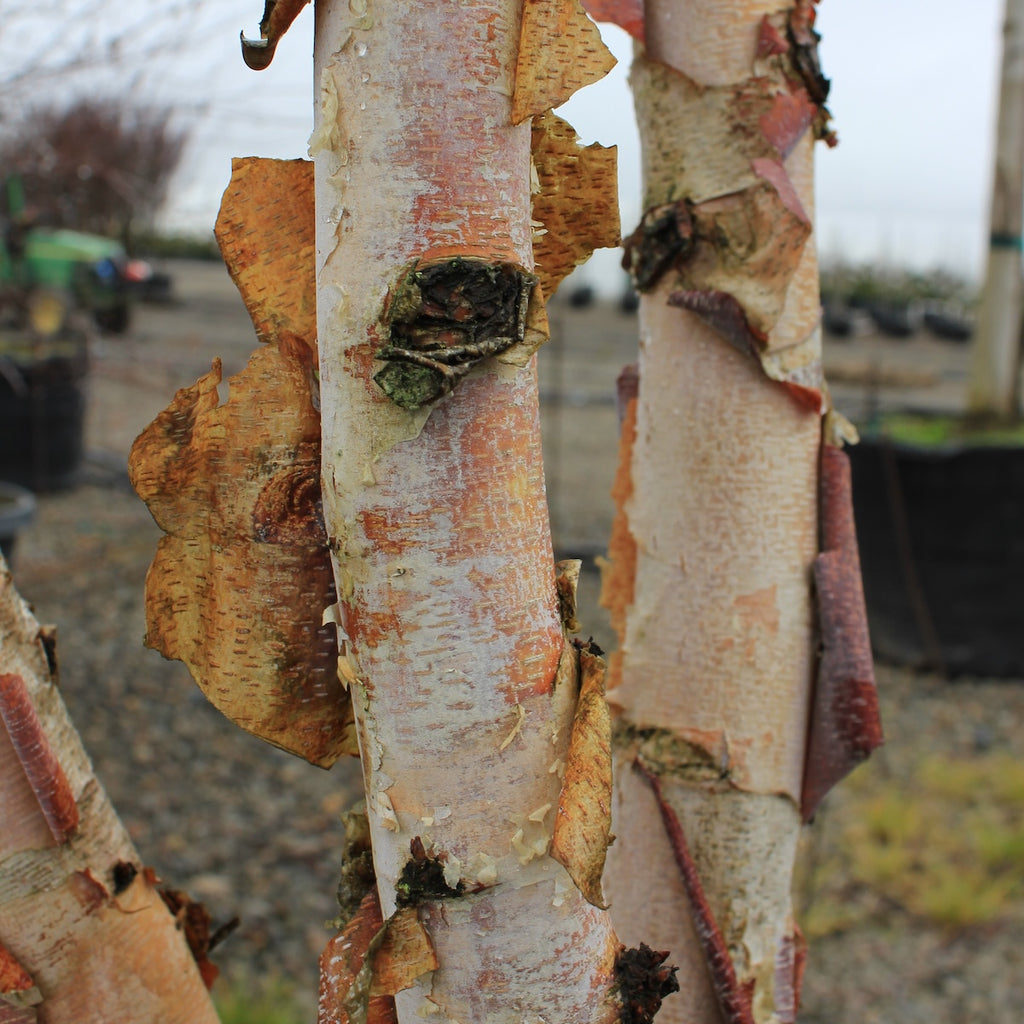 Betula nigra 'Select', Clump (BBP)