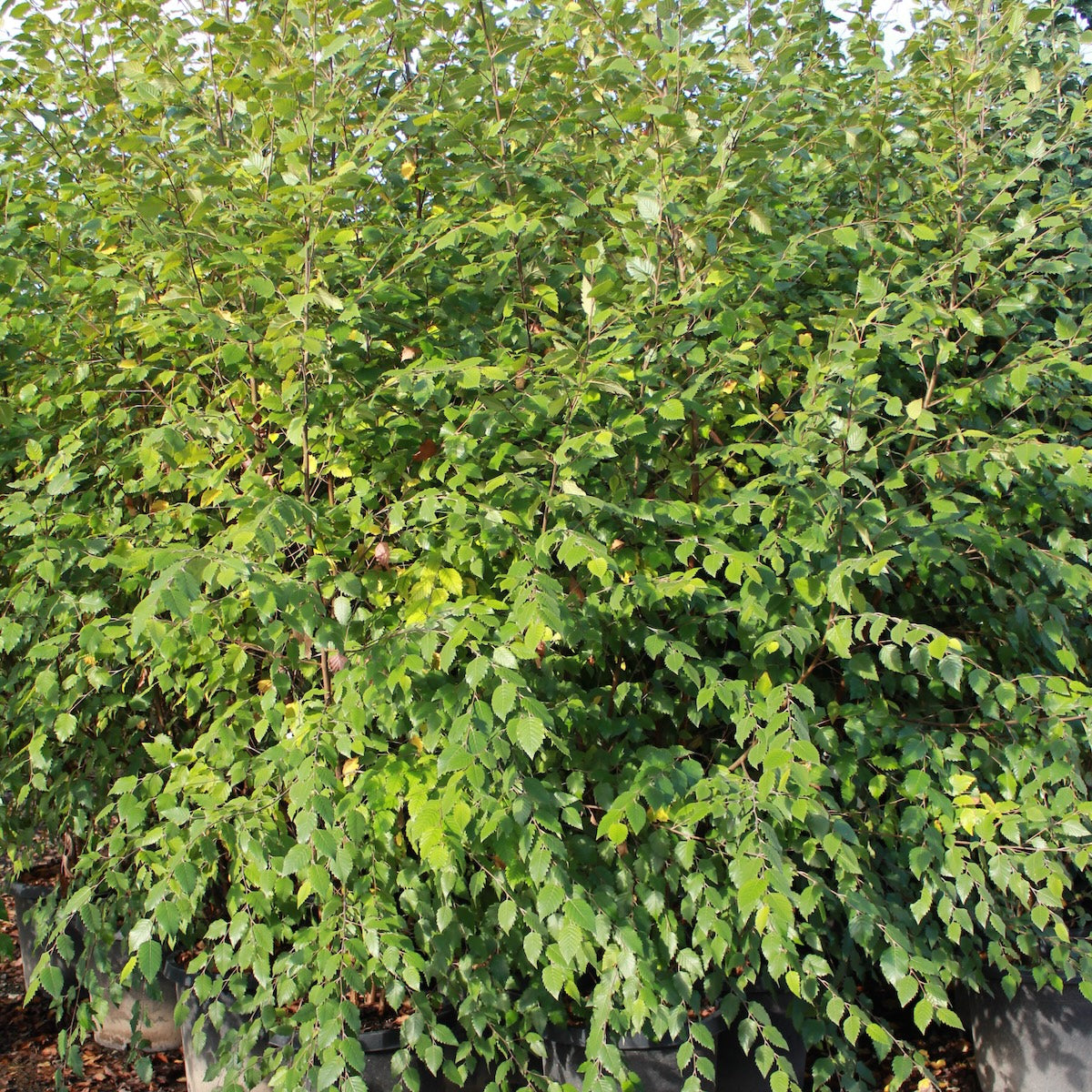 Betula nigra, Clump