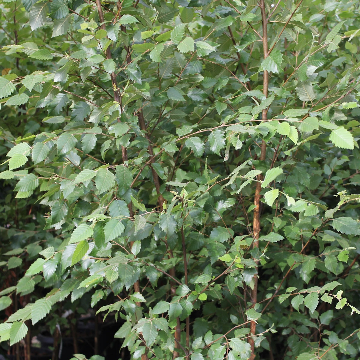 Betula nigra 'Dura Heat', Clump