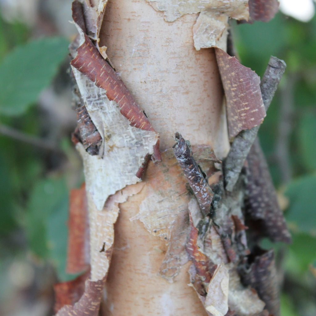 Betula nigra