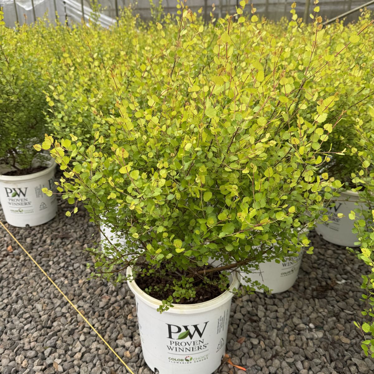 Betula x plettkei Cesky Gold®  Golden Treasure PW