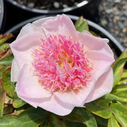 Paeonia lact. 'Do Tell' (pink)