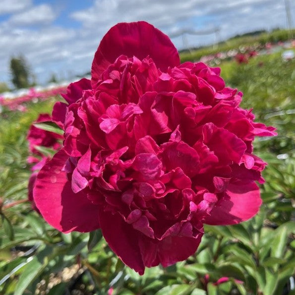 Paeonia lact. 'Felix Crousse' (double red)