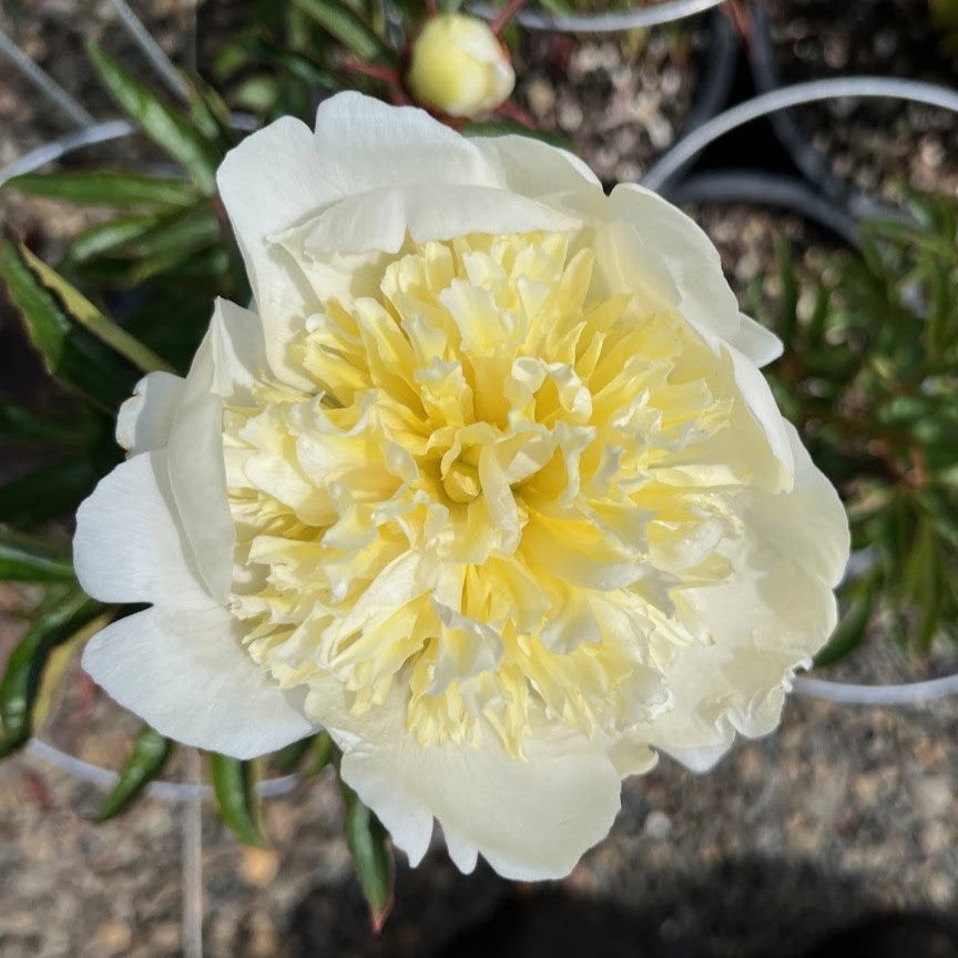 Paeonia lact. 'White Sands' (white & fragrant)