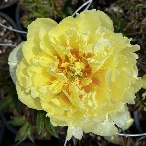 Paeonia x 'Bartzella' (Itoh double yellow)