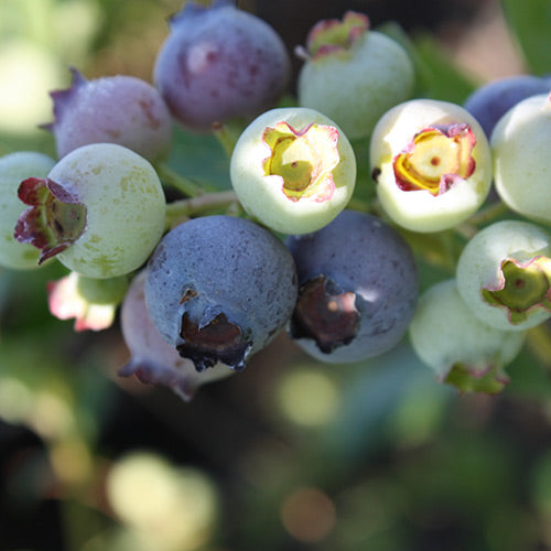 Berry, Blueberry 'Blueray' (N.Hyb./Mid)