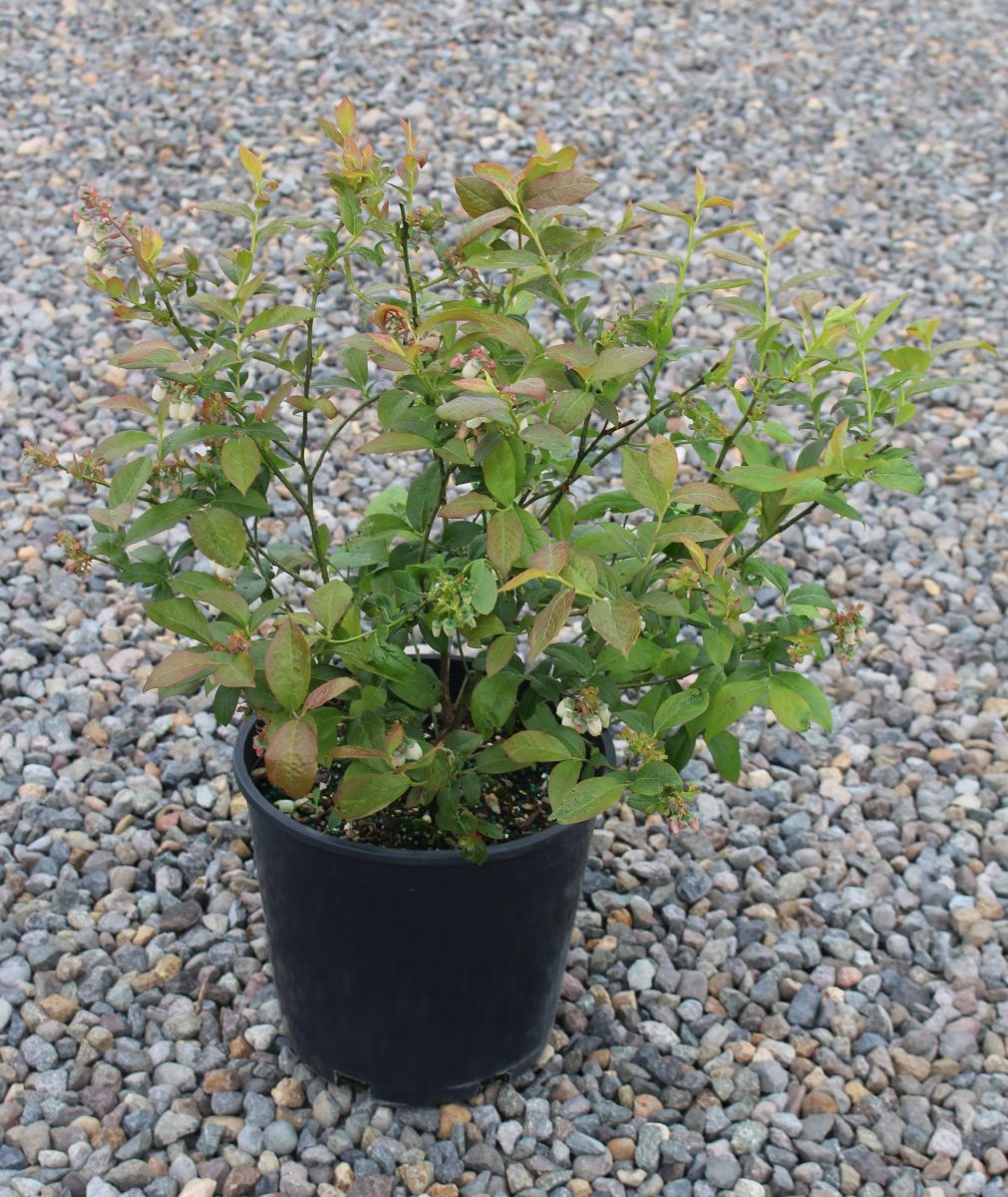 Berry, Blueberry 'Bluecrop' (N.Hyb./Mid)
