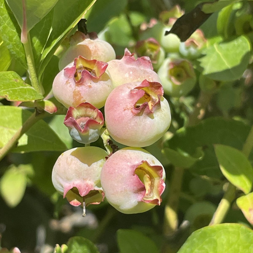 Berry, Blueberry 'Bluecrop' (N.Hyb./Mid)