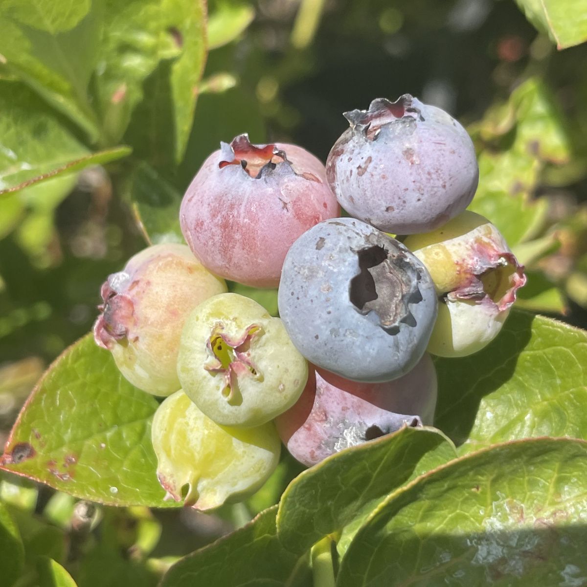 Berry, Blueberry 'Bluegold' (N.Hyb./Mid)