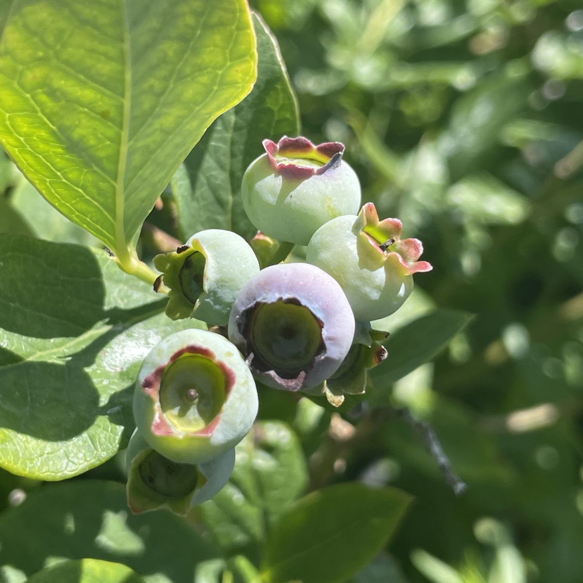Berry, Blueberry 'Elliot' (N.Hyb./Very Late)