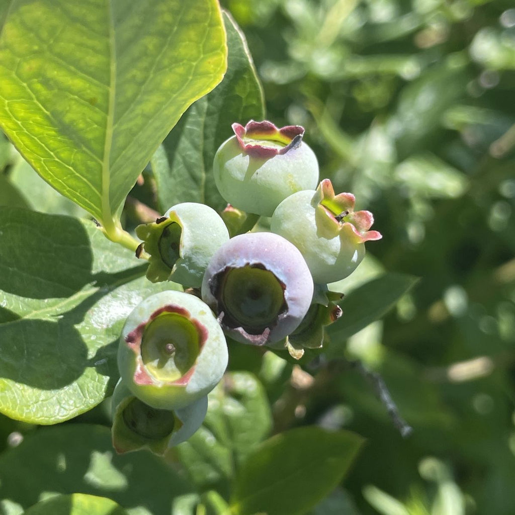 Berry, Blueberry 'Elliot' (N.Hyb./Very Late)