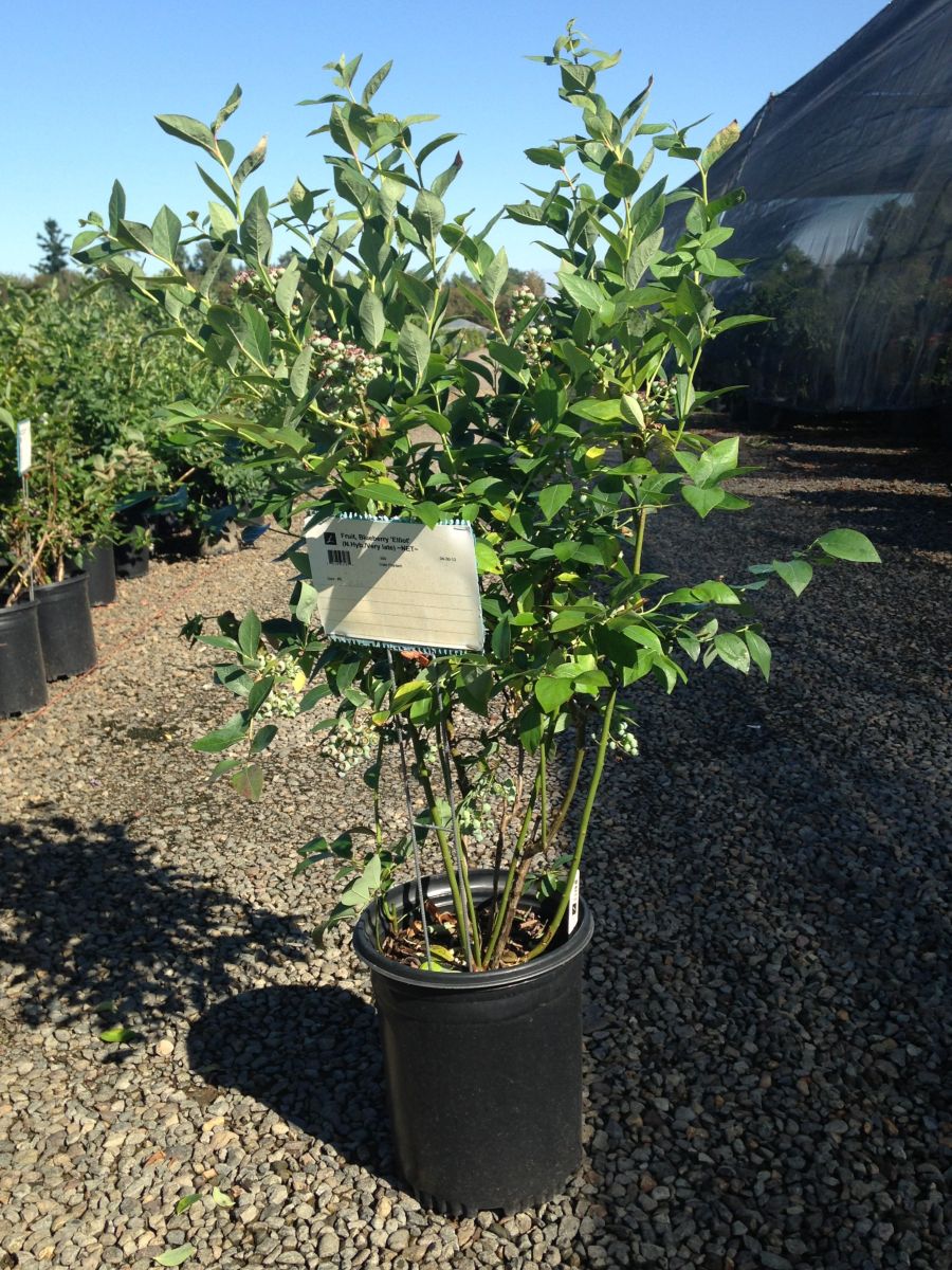 Berry, Blueberry 'Elliot' (N.Hyb./Very Late)