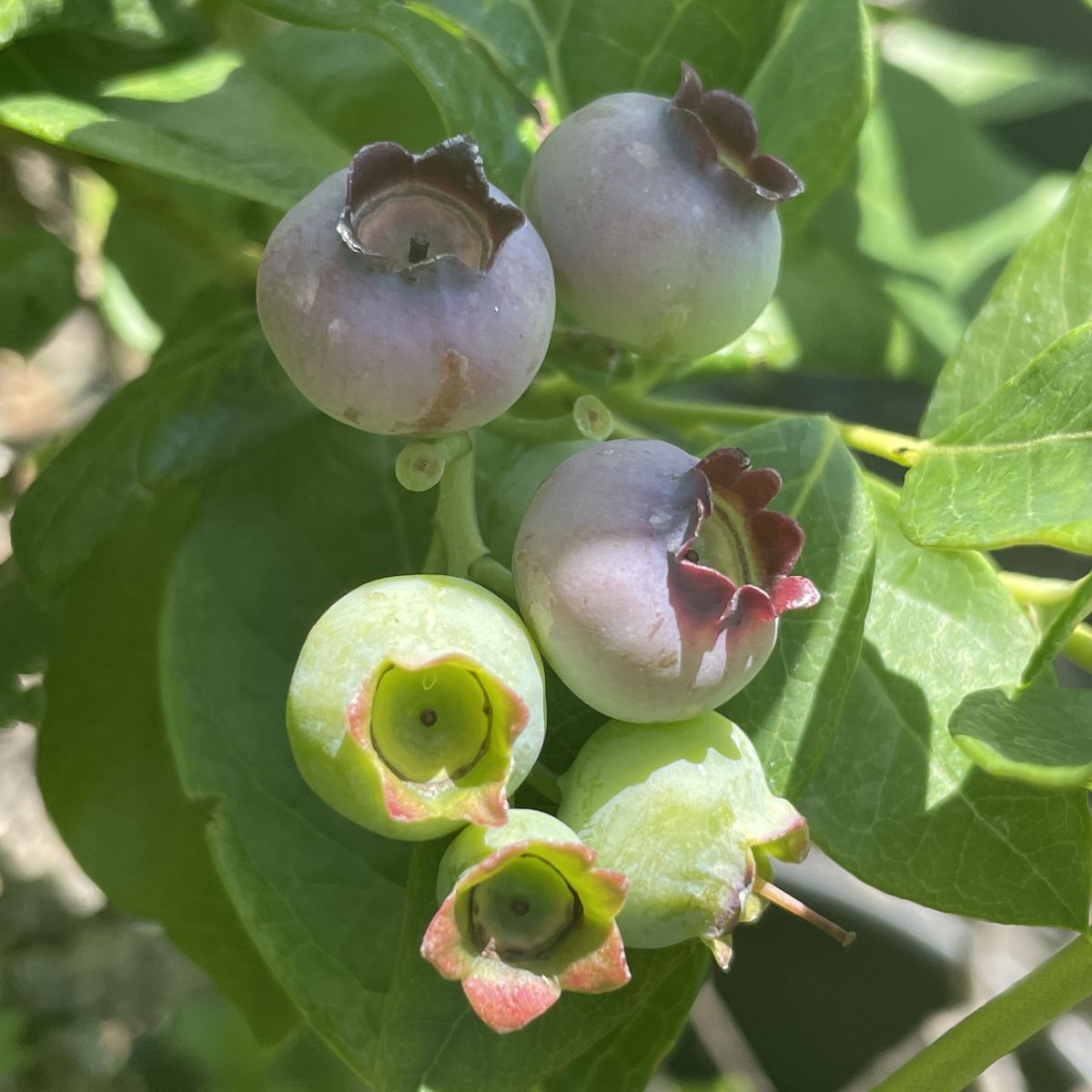 Berry, Blueberry 'Legacy' (N.Hyb./Mid-Late)