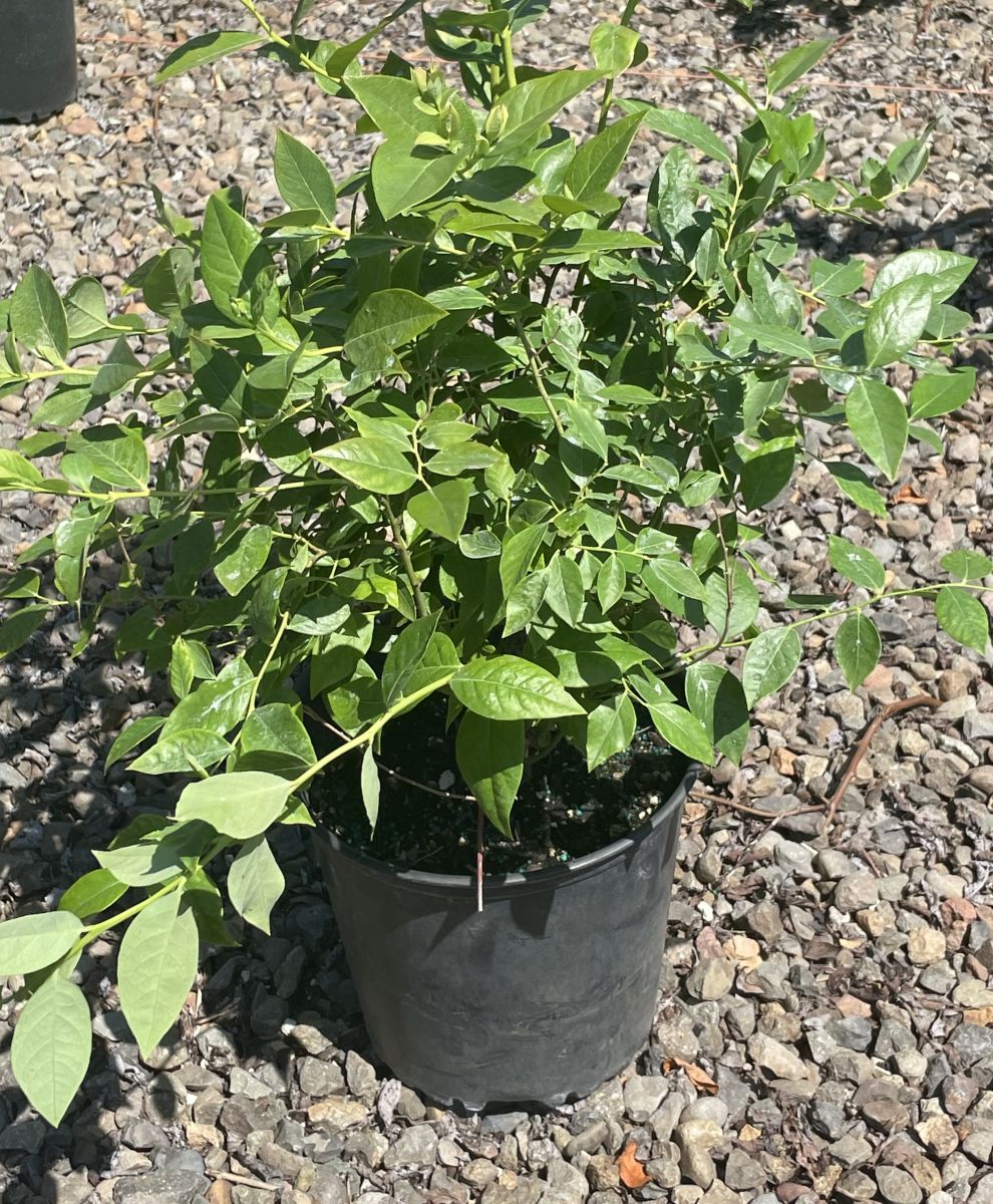 Berry, Blueberry 'Legacy' (N.Hyb./Mid-Late)