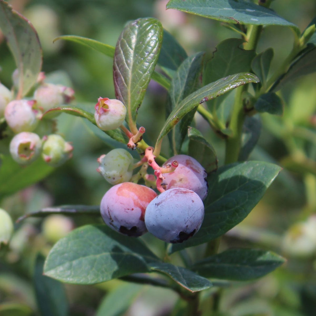 Berry, Blueberry 'Misty' (S.Hyb./Early)
