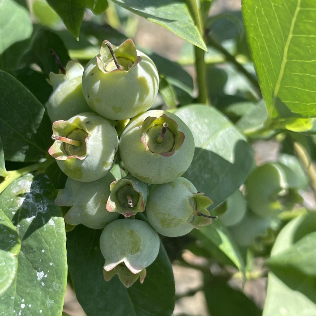 Berry, Blueberry 'Suziblue' (S.Hyb./Early)
