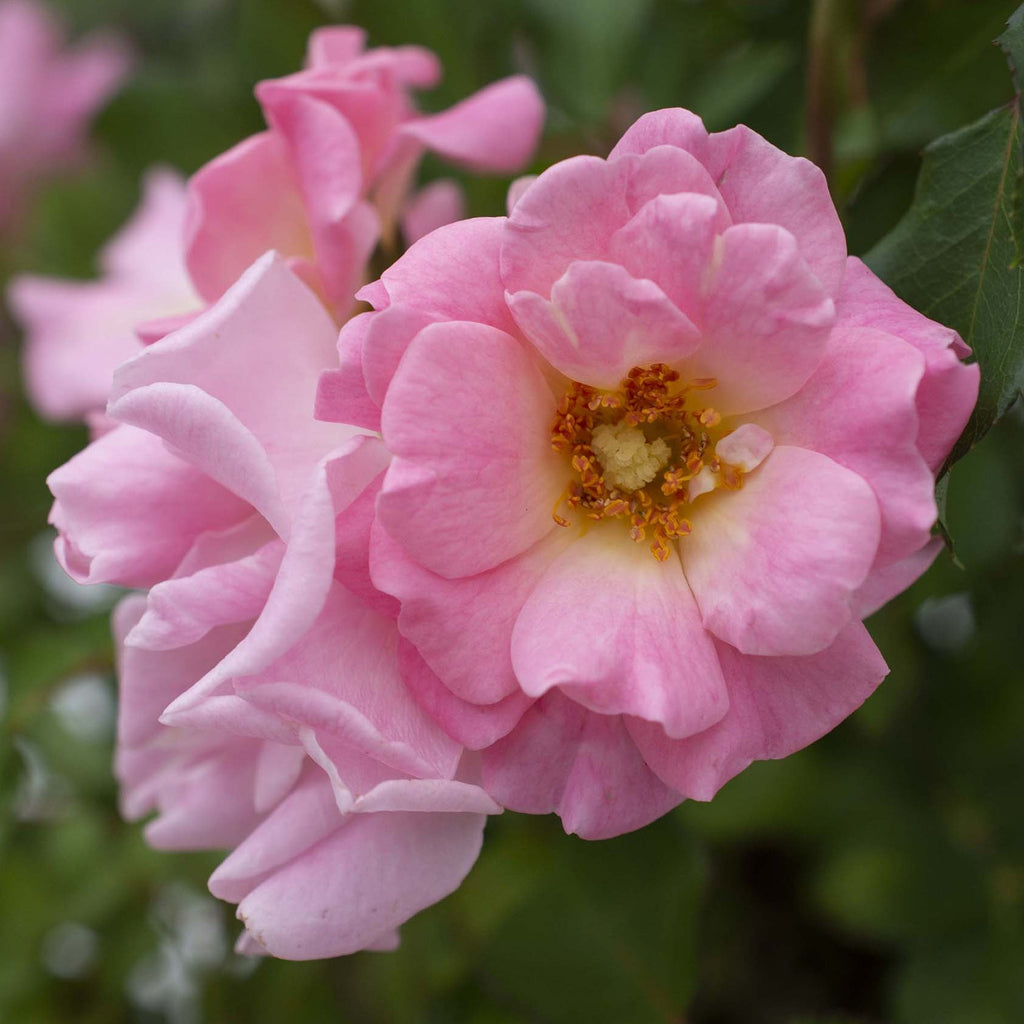Rosa gc. DRIFT® BLUSHING PP33507 (pink)