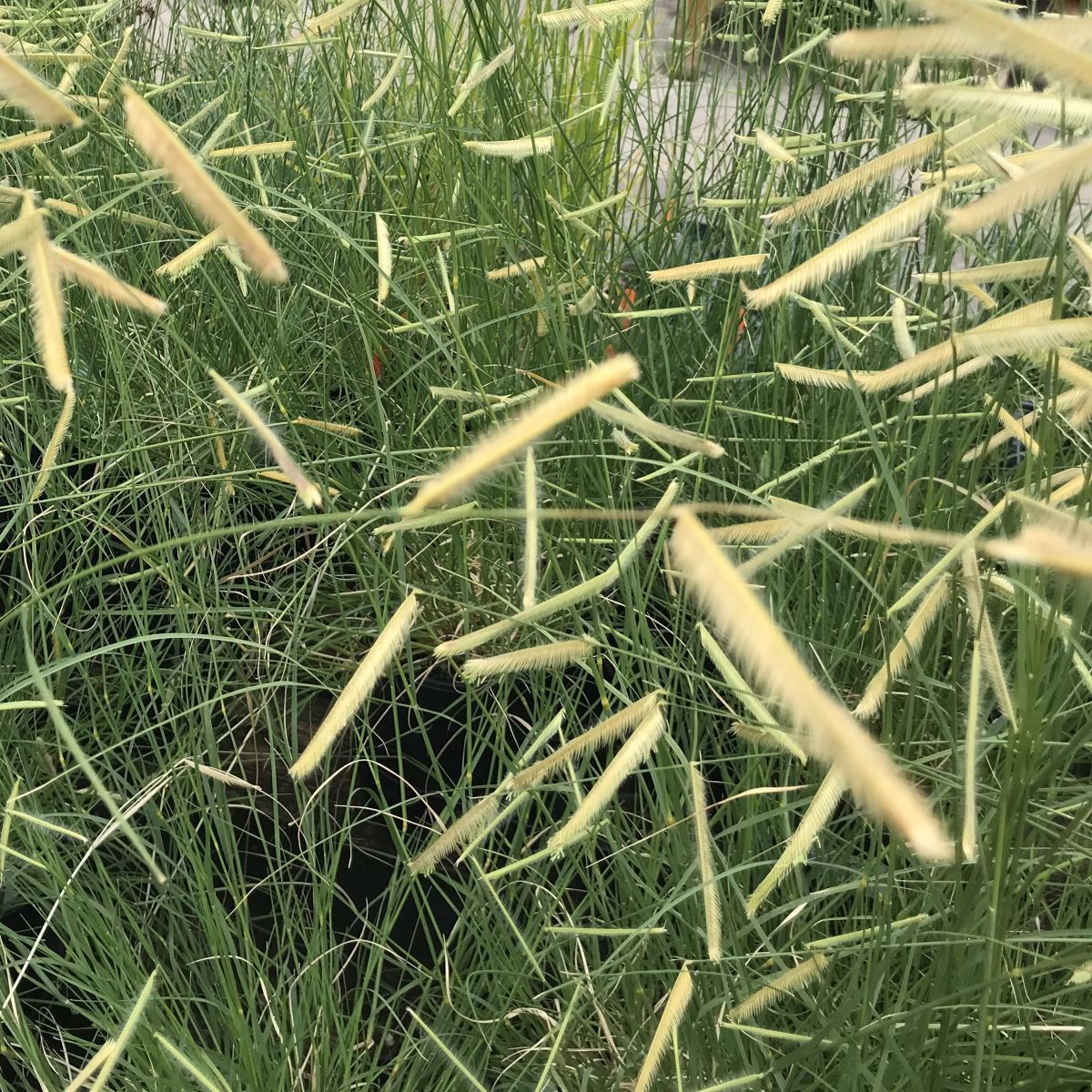 Grass, Bouteloua gracilis 'Blonde Ambition'