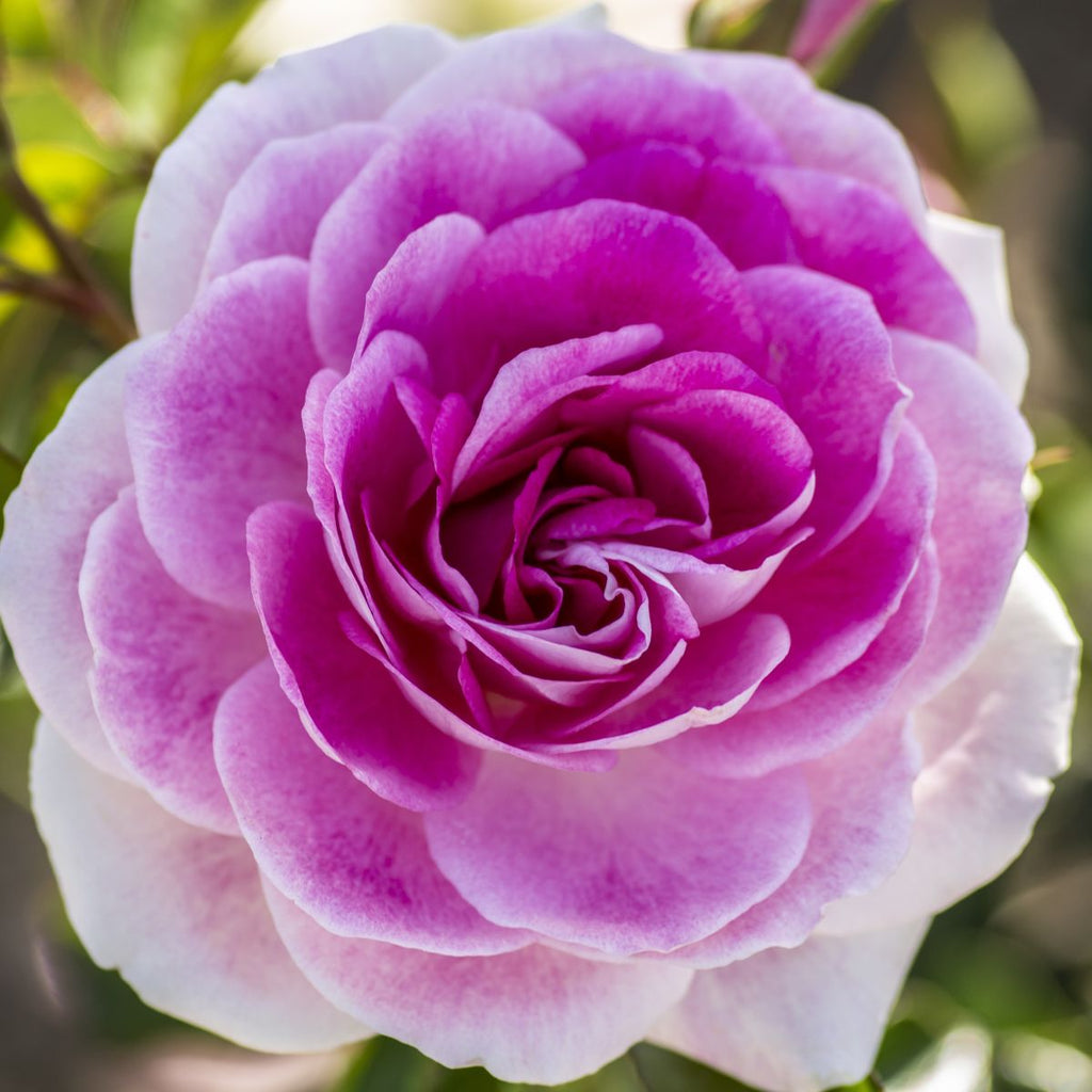 Rosa flor. 'Brilliant Pink Iceberg' PP12645 (pink)