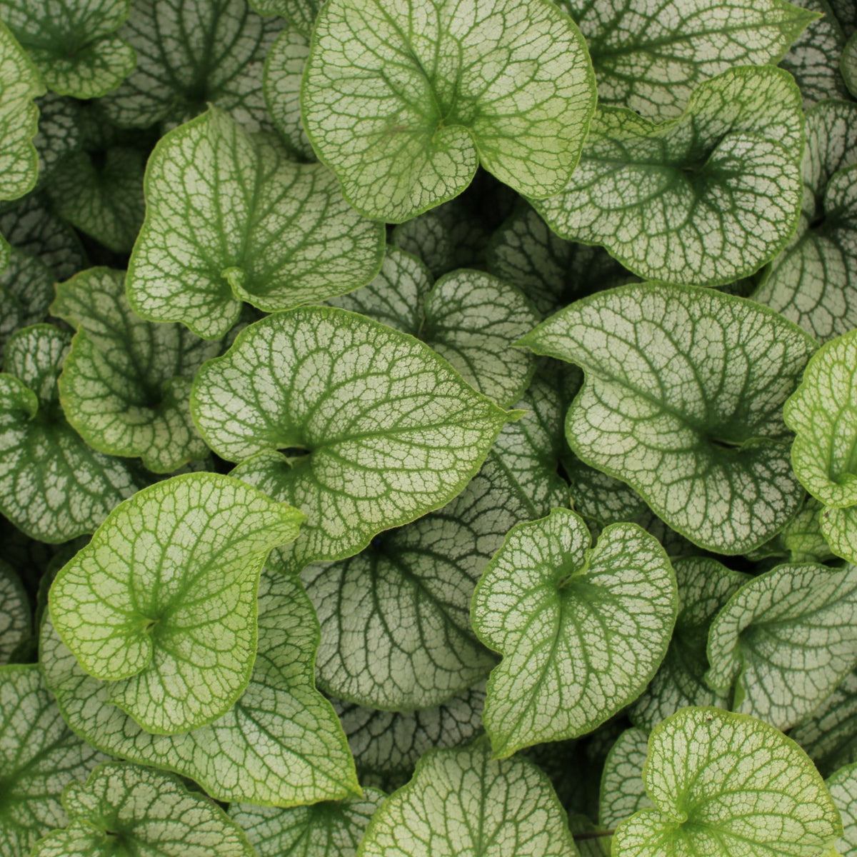 Brunnera m. 'Alexander's Great' PP25789