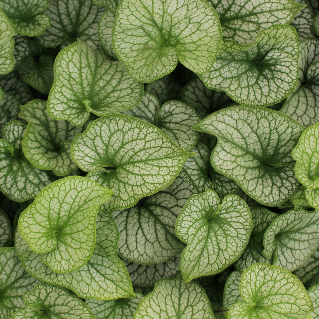 Brunnera m. 'Alexander's Great' PP25789