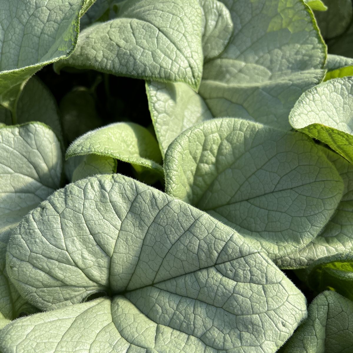 Brunnera m. 'Alexandria'