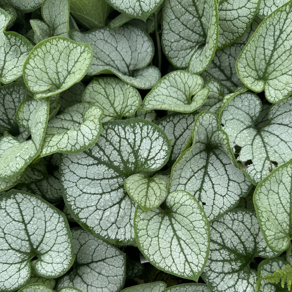 Brunnera m. 'Jack Frost' PP13859