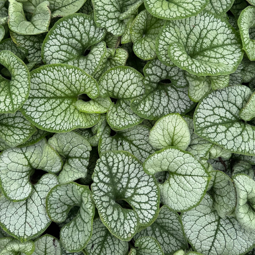Brunnera m. 'Sea Heart'
