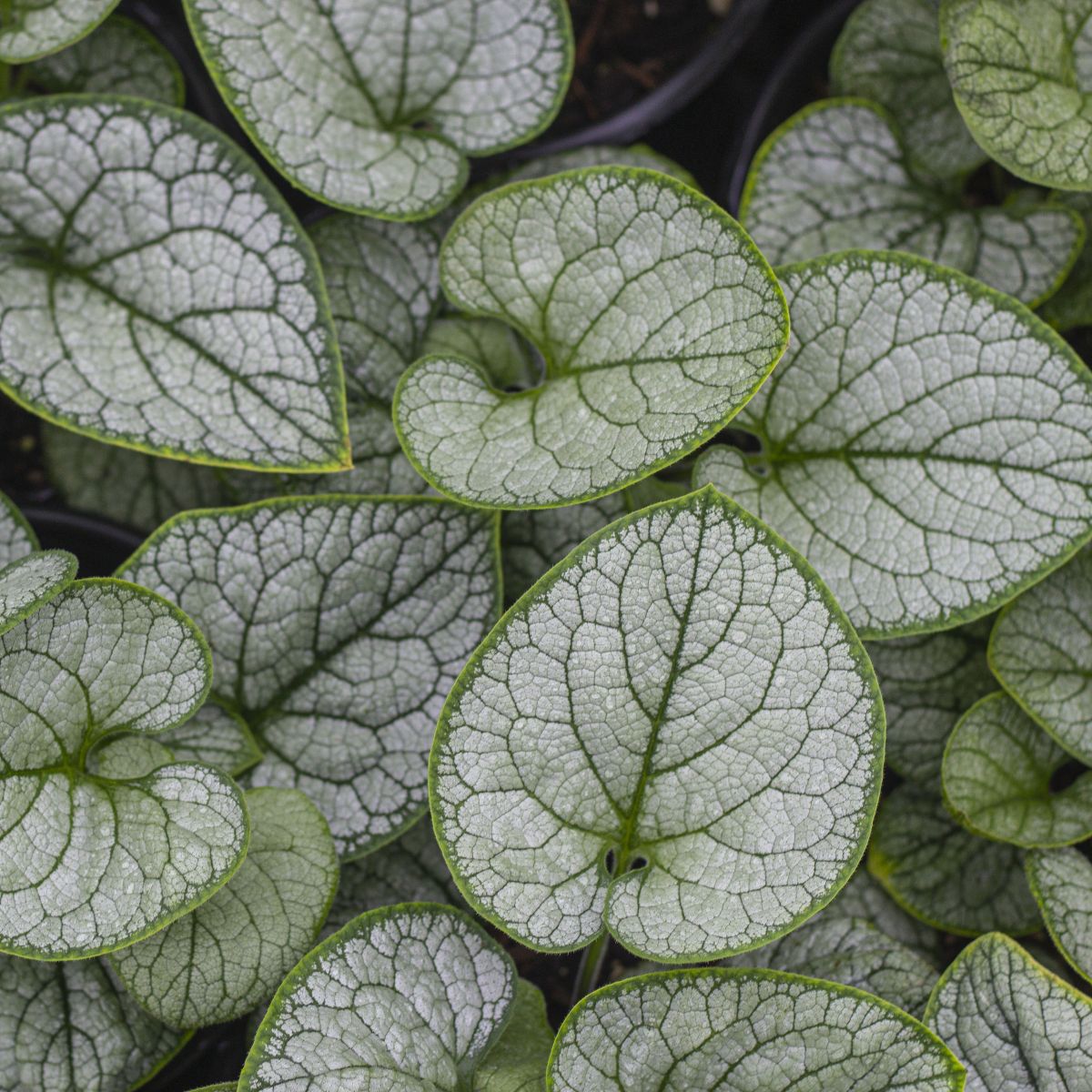 Brunnera m. 'Silver Heart'