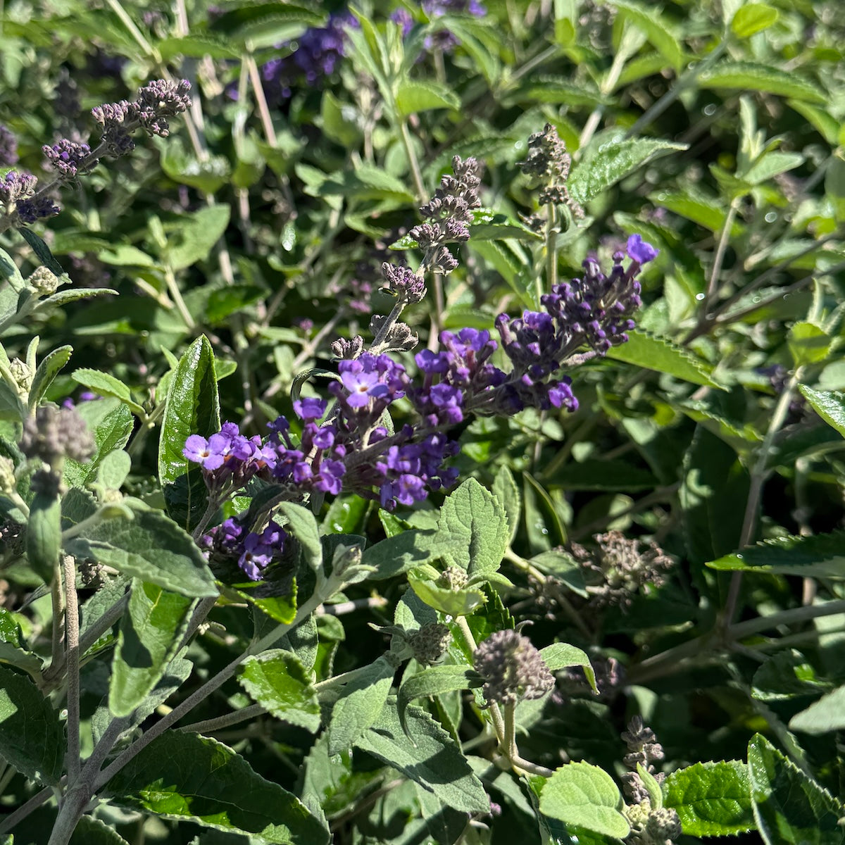 Buddleia Flutter P. Blue Heaven