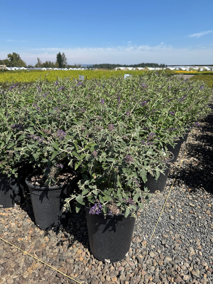 Buddleia Flutter P. Blue Heaven