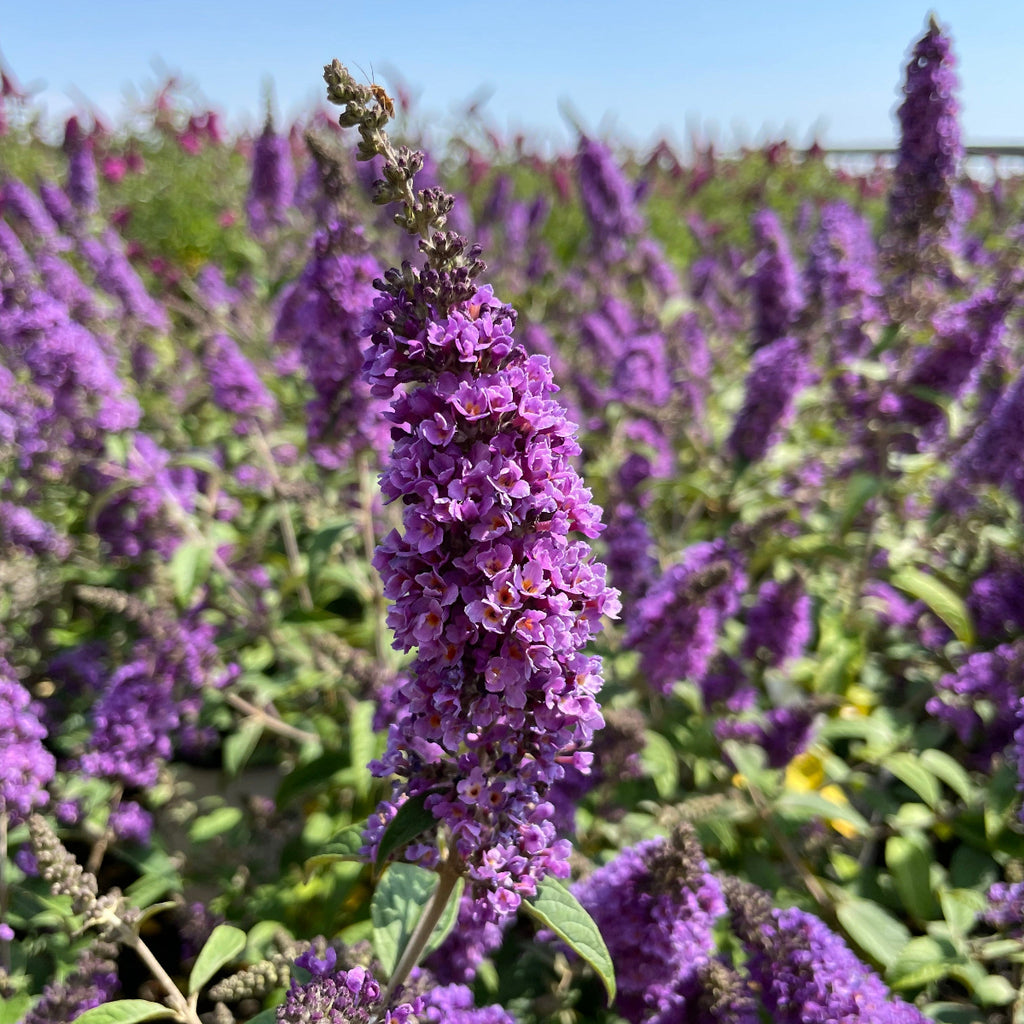Buddleia Lo & Behold® 'Blue Chip Jr' PW PP26581